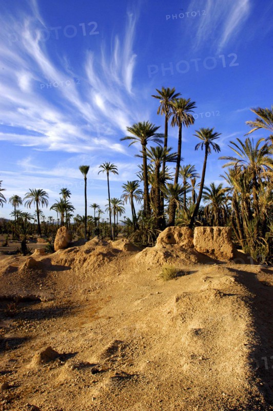 MOROCCO, Marrakech, Palm trees in a rocky landscape with wispy white clouds in a blue sky above