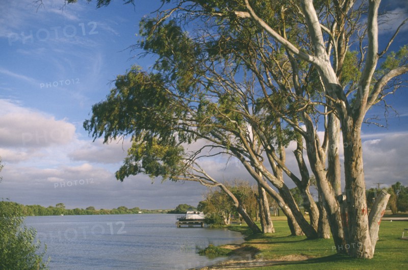 AUSTRALIA, South Australia, Murray Bridge, Murray River and eucalyptus trees.