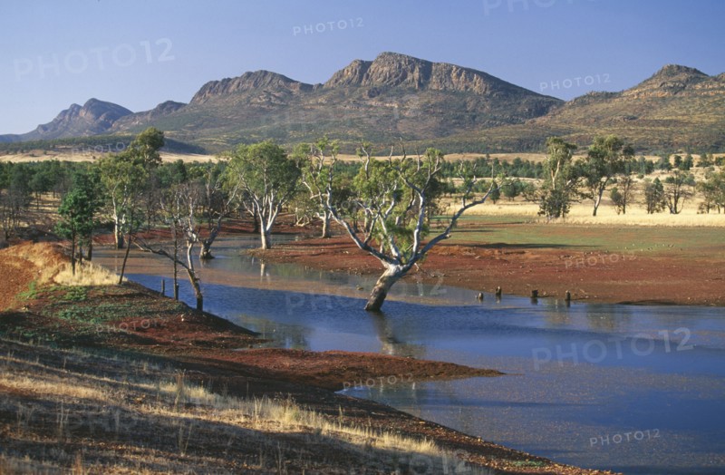 AUSTRALIA, South Australia, Flinders Ranges NP, Gum trees in a billabong at Rawnsley and the south west escarpment of  Wilpena Pound.