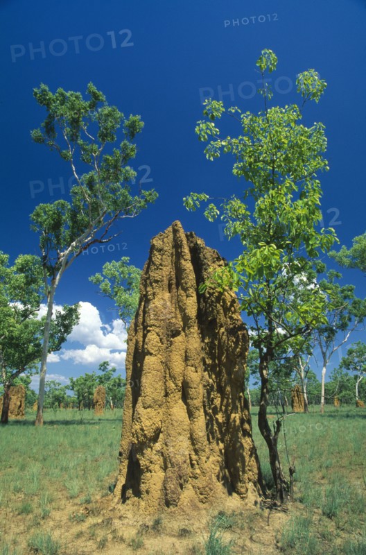 AUSTRALIA, Northern Territory, Kakadu Nat. Park, Huge termite nests or cathedrals.