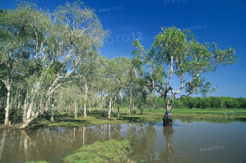 AUSTRALIA, Northern Territory, Annaburroo Billabong, Eucalyptus or Gum trees at the Mary River crossing near the Arnhem Highway between Darwin and Kakadu.
