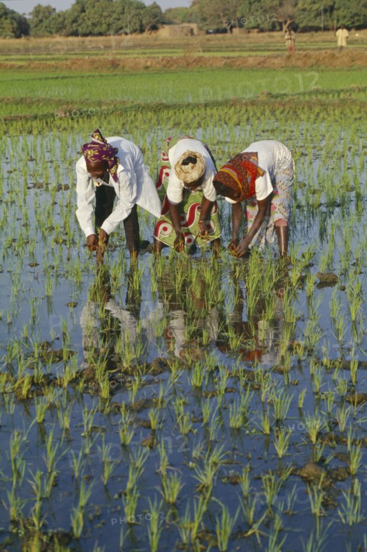 BURKINA FASO, Bobo Dioulassou, Three women working together in paddy field.