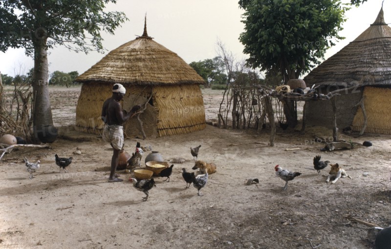 BURKINO FASO, Dori, Village scene with thatched mud huts and man feeding chickens.