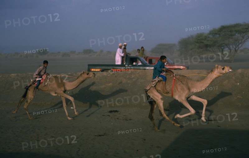 OMAN, Sport, Camel racing at Al Suwayk