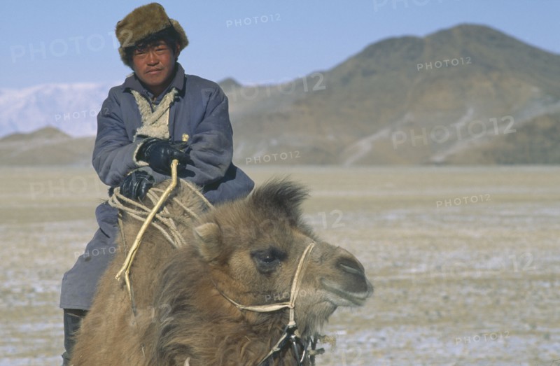 MONGOLIA, Hovd Province, Mongol nomad returning to camp on camel back