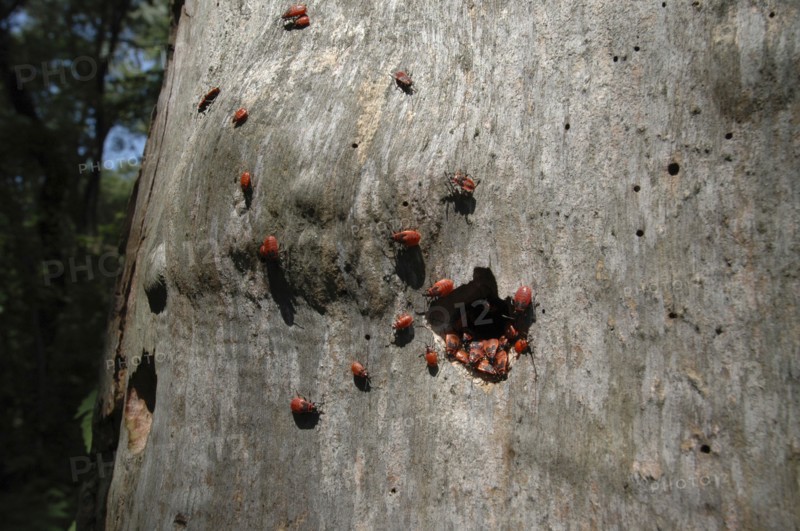 ROMANIA, Tulcea, Danube Delta Biosphere Reserve, Red beetles on tree bark in Letea national park