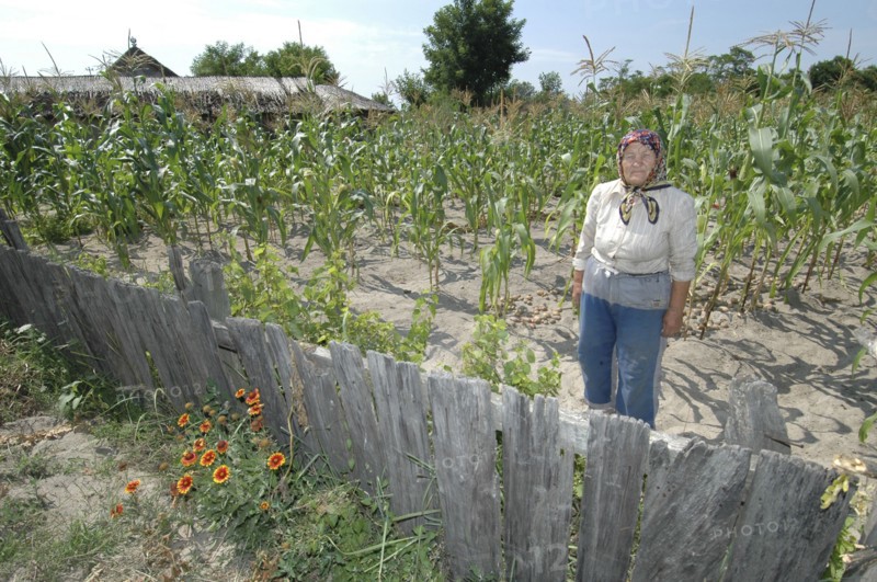 ROMANIA, Tulcea, Danube Delta Biosphere Reserve, Elderly female farmer standing in corn field behind wooden fence