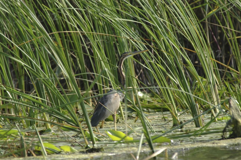 ROMANIA, Tulcea, Danube Delta Biosphere Reserve, "Purple Haron, a wading bird of the family Ardeidae, among the greenery of the riverbank"