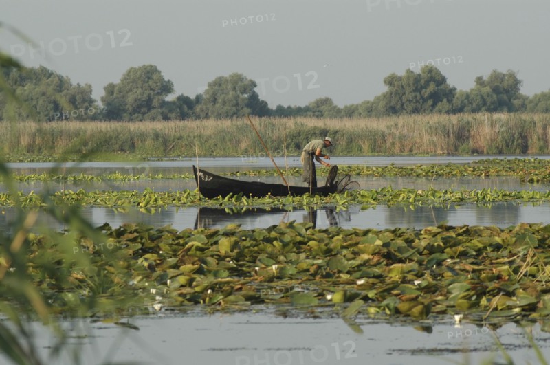 ROMANIA, Tulcea, Danube Delta Biosphere Reserve, Professional fisherman in canoe on Lake Isac checking his nets among water lily pads of the genus Lilium family