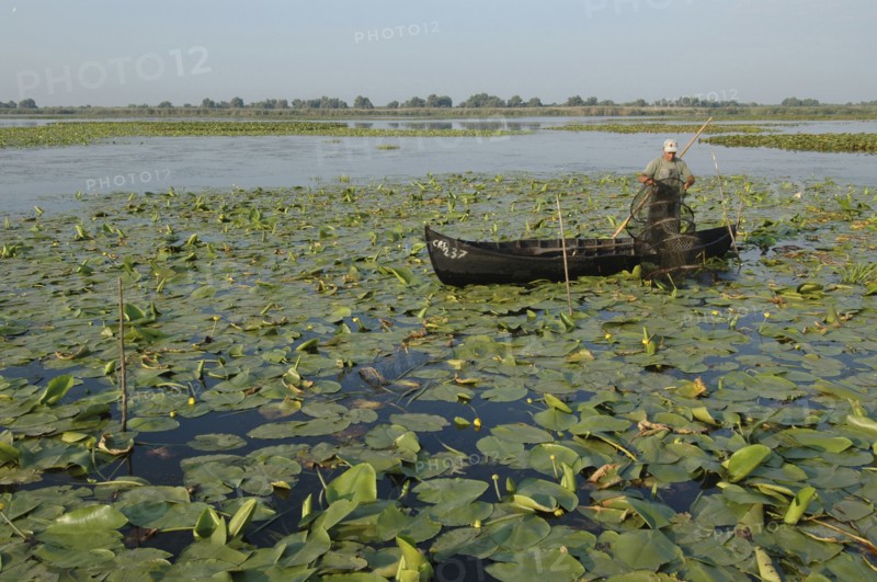 ROMANIA, Tulcea, Danube Delta Biosphere Reserve, Professional fisherman in canoe on Lake Isac checking his nets among water lily pads of the genus Lilium family