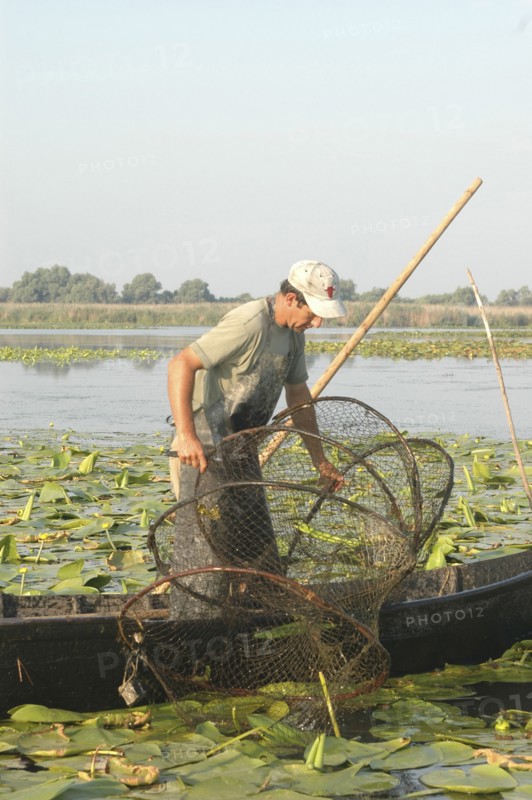 ROMANIA, Tulcea, Danube Delta Biosphere Reserve, Professional fisherman in canoe on Lake Isac checking his nets among water lily pads of the genus Lilium family