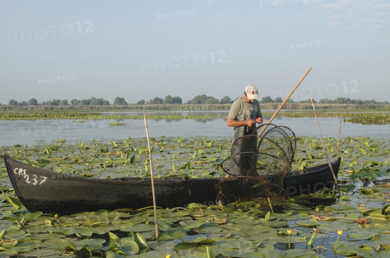 ROMANIA, Tulcea, Danube Delta Biosphere Reserve, Professional fisherman in canoe on Lake Isac repairing his net among water lily pads of the genus Lilium family