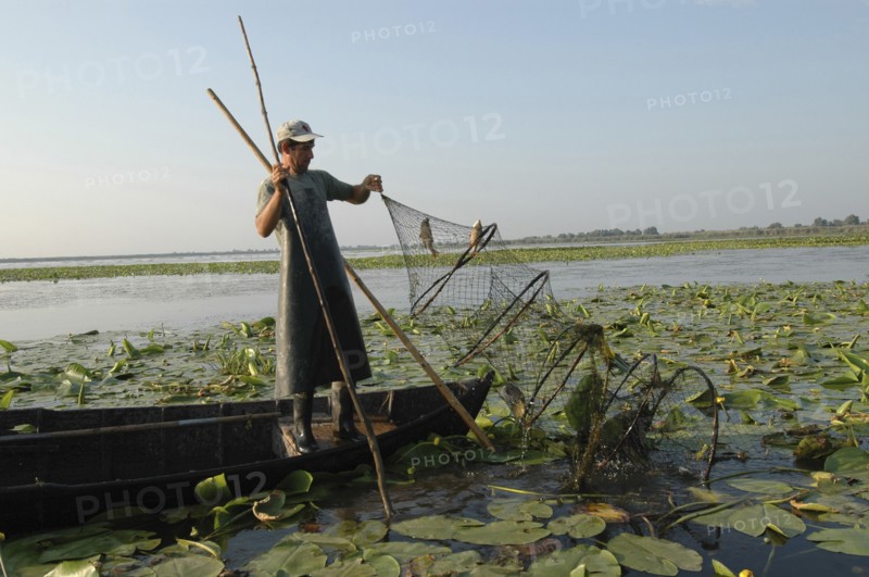ROMANIA, Tulcea, Danube Delta Biosphere Reserve, Professional fisherman in canoe on Lake Isac checking his nets among water lily pads of the genus Lilium family