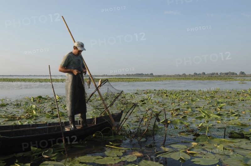 ROMANIA, Tulcea, Danube Delta Biosphere Reserve, Professional fisherman in canoe on Lake Isac checking his nets among water lily pads of the genus Lilium family