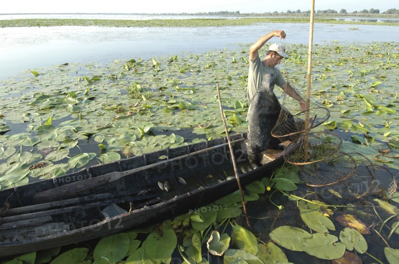ROMANIA, Tulcea, Danube Delta Biosphere Reserve, Professional fisherman in canoe on Lake Isac checking his nets among water lily pads of the genus Lilium family