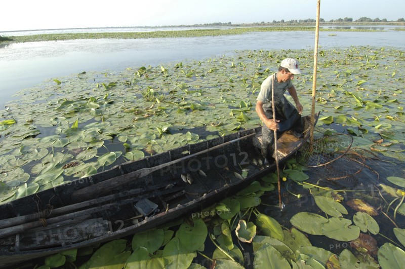 ROMANIA, Tulcea, Danube Delta Biosphere Reserve, Professional fisherman in canoe on Lake Isac checking his nets among water lily pads of the genus Lilium family