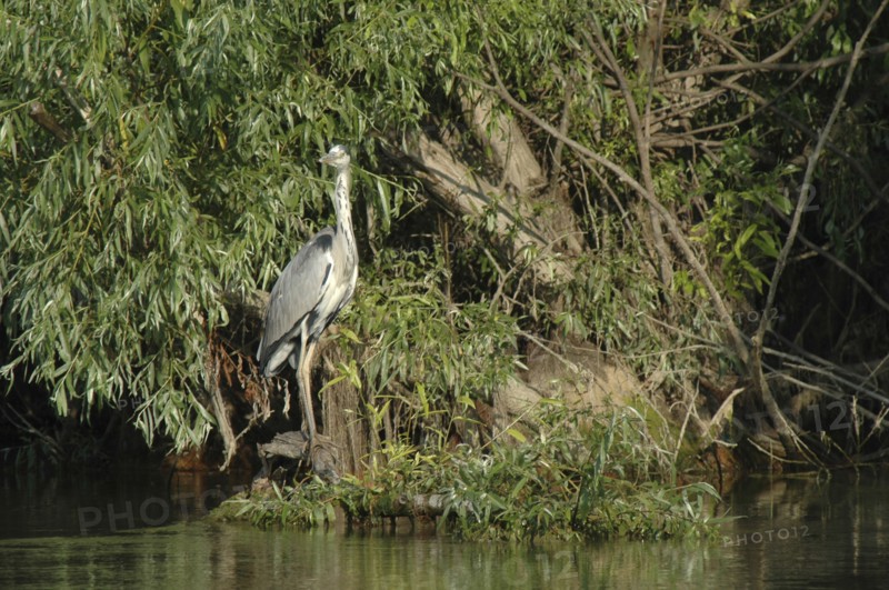 ROMANIA, Tulcea, Danube Delta Biosphere Reserve, "Gray Haron, a wading bird of the family Ardeidae, among the greenery of the riverbank"