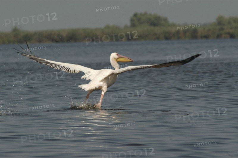 ROMANIA, Tulcea, Danube Delta Biosphere Reserve, Pelican taking off and flying low over lake Fortuna