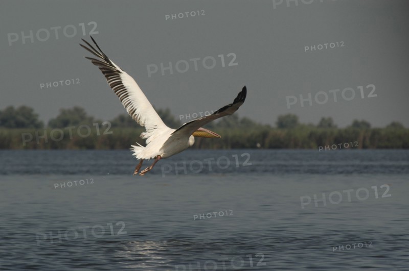ROMANIA, Tulcea, Danube Delta Biosphere Reserve, Pelican taking off and flying low over lake Fortuna