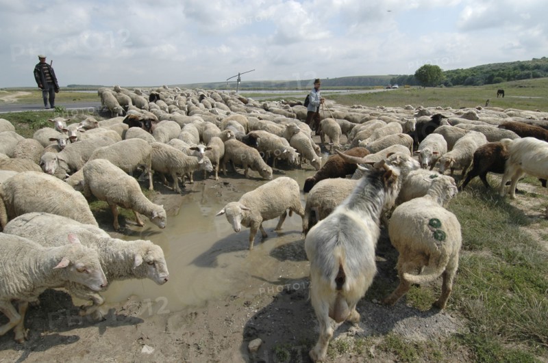 ROMANIA, Northern Dobtuja, Harsova, Herd of sheep drinking from water filled mud pool