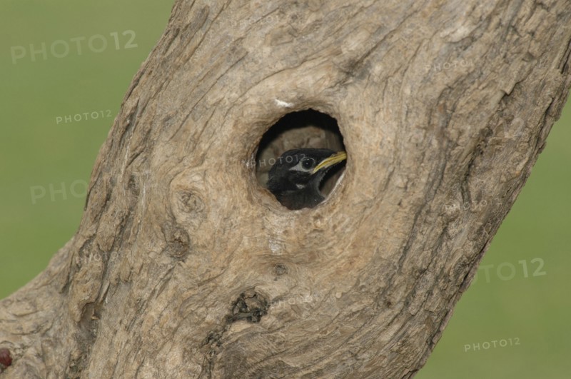 ROMANIA, Tulcea, Danube Delta, Bird nesting in tree trunk hole