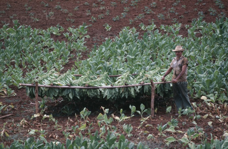 CUBA, Pinar del Rio, Farm worker standing by drying Tobacco leaves