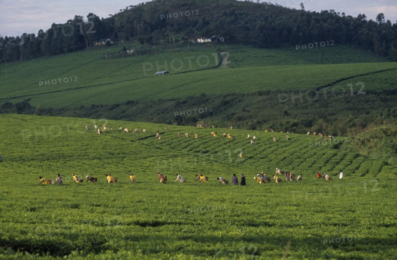 UGANDA, Agriculture, View over tea plantation with workers in a field.