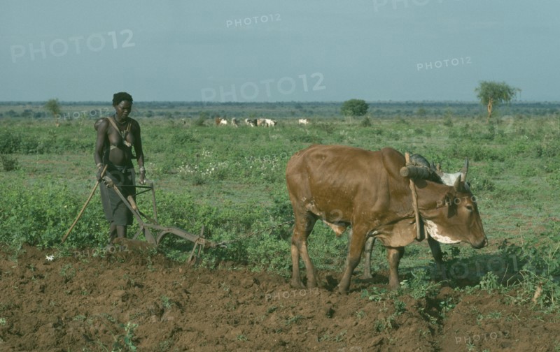 UGANDA, Karamoja District, Agriculture, Jie woman using ox drawn plough to prepare maize field.