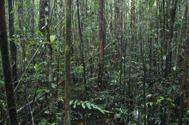 MALAYSIA, Sarawak, Gunung Mulu N. Park, Rainforest interior.