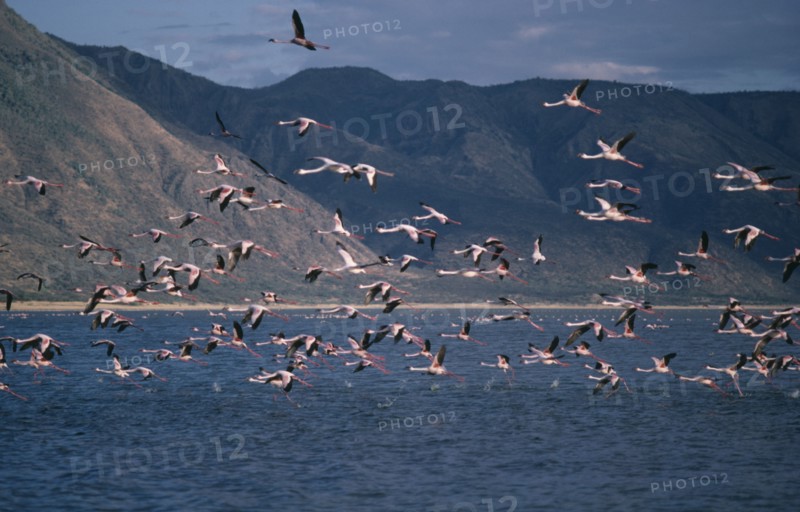 KENYA, Lake Bogoria, Mass of Flamingoes in flight over the water
