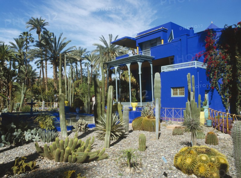 MOROCCO, Marrakech, Jardin Majorelle. Colbolt blue building surrounded by a garden of palm trees and cactus plants.