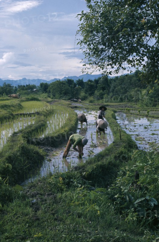 LAOS, Farming, People working in paddy fields.