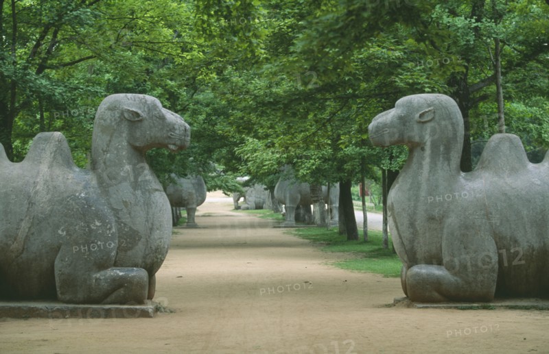 CHINA, Jiangsu, Zinjinshan, Pair of camels in avenue of animal statues at the Ming Tomb of Hong Wu situated east of the former ancient capital of Nanjing.