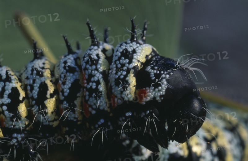 NATURAL HISTORY, Worms, Mopane worms ( Imbrasia belina ).