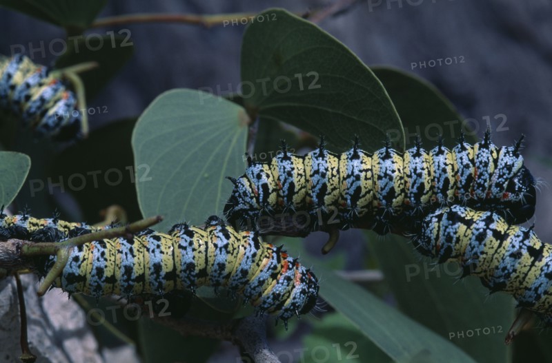 NATURAL HISTORY, Worms, Mopane worms ( Imbrasia belina ) crawling over leaves.