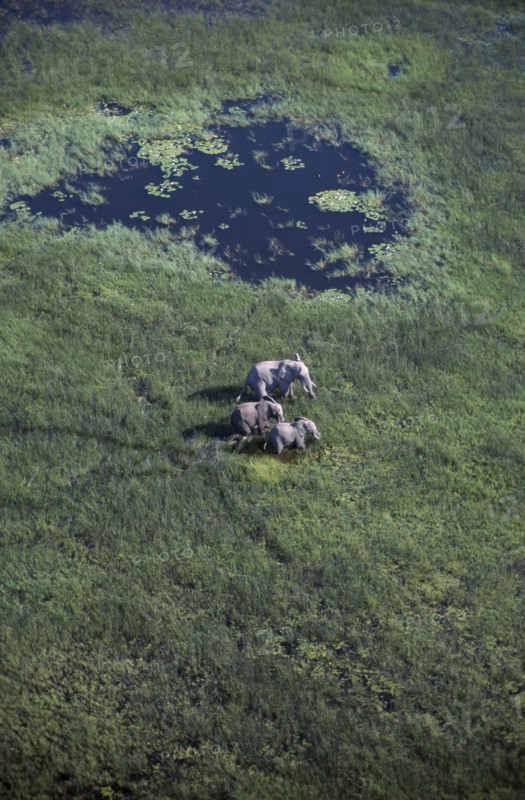 ANIMALS, Big Game, Elephants, Aerial view looking down on Elephants ( Loxodonta africana ) in Okavango.