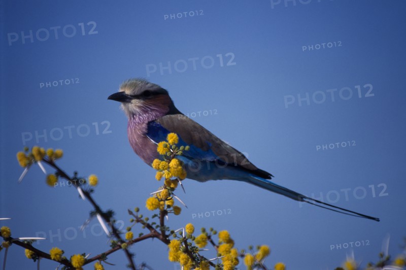 BIRDS, Perched, Small, Single Lilac breasted Roller ( Coracias caudata ) perched on a branch.