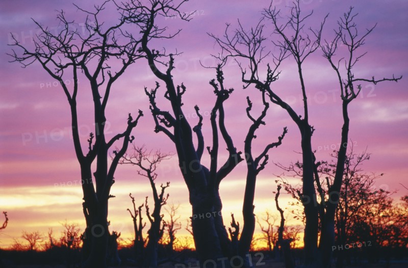 NAMIBIA, Landscape, Ghost trees silhouetted by pink and golden sunset.