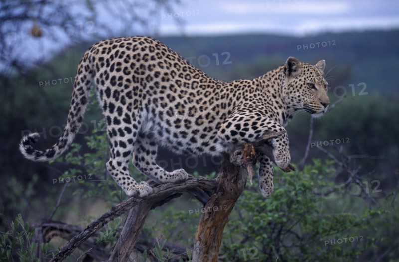 ANIMALS, Big Cats, Leopard, Leopard standing on a tree branch in Namibia.