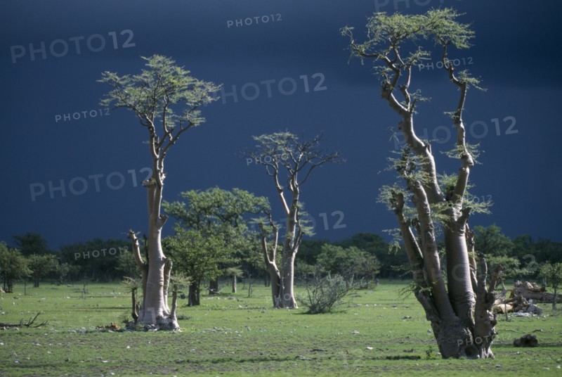 NAMIBIA, Etosha National Park, Ghost forest trees seen against dark stormy sky.
