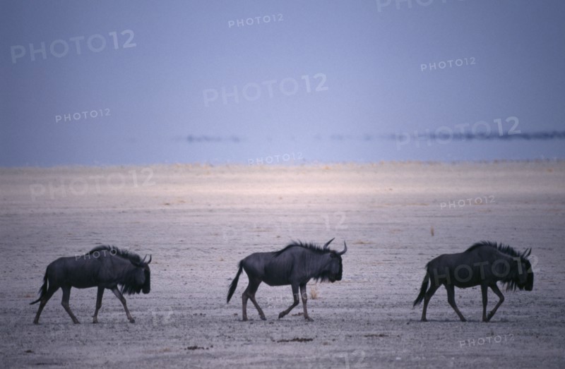 ANIMALS, Big Game, Wildebeest, "Three Blue Wildebeest on the Etosha Pan in Etosha National Park, Namibia."