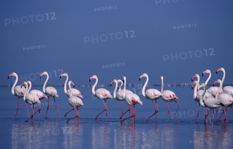 WILDLIFE, Birds, Flamingoes, "Colony of birds wading in shallow water of salt pans in Walvis Bay, Namibia."