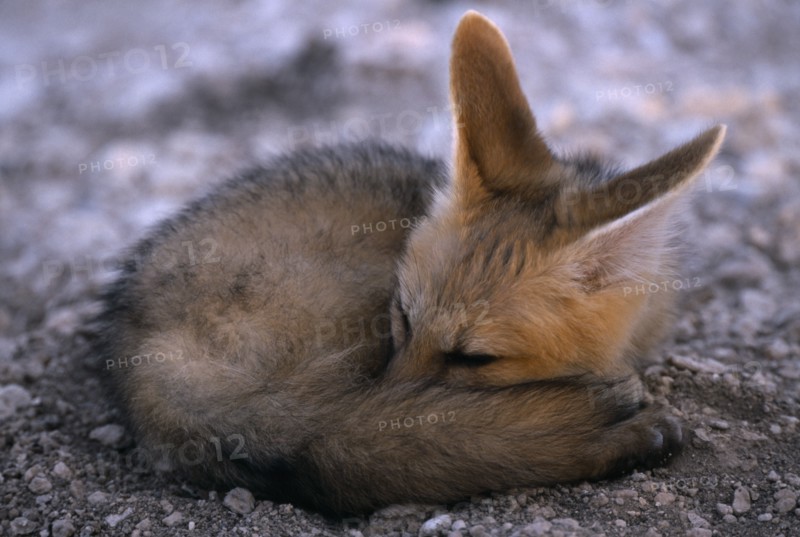 WILDLIFE, Wild Dogs, Foxes, "Cape Fox pup in Etosha, Namibia, curled up waiting at the den for the parents to return."