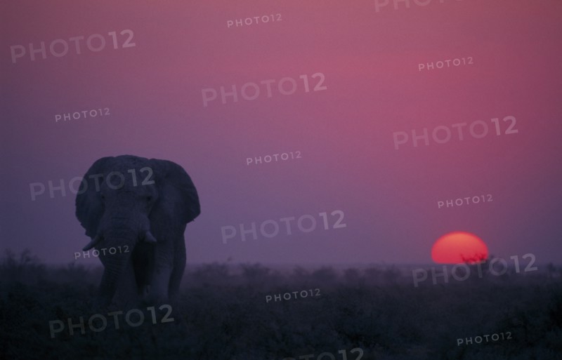 ANIMALS, Big Game, African Elephants, Elephant at sunset. Loxodonta Africana.