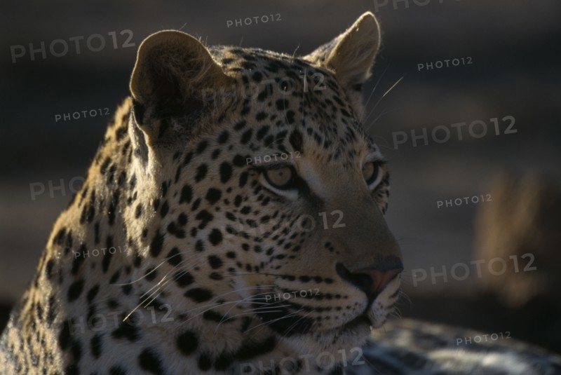 ANIMALS, Big Cats, Leopards, Close up portrait of a Leopard ( Panthera pardus ).