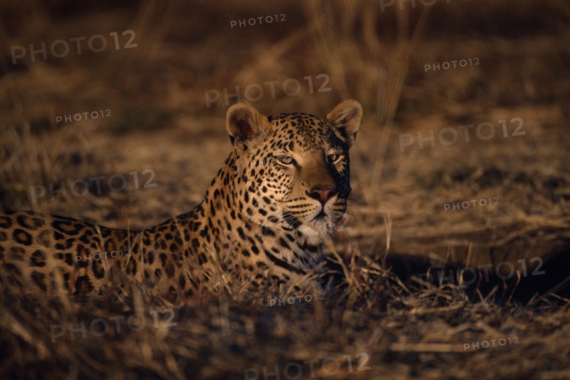 ANIMALS, Big Cats, Leopards, Leopard ( Panthera pardus ) lying in grass.