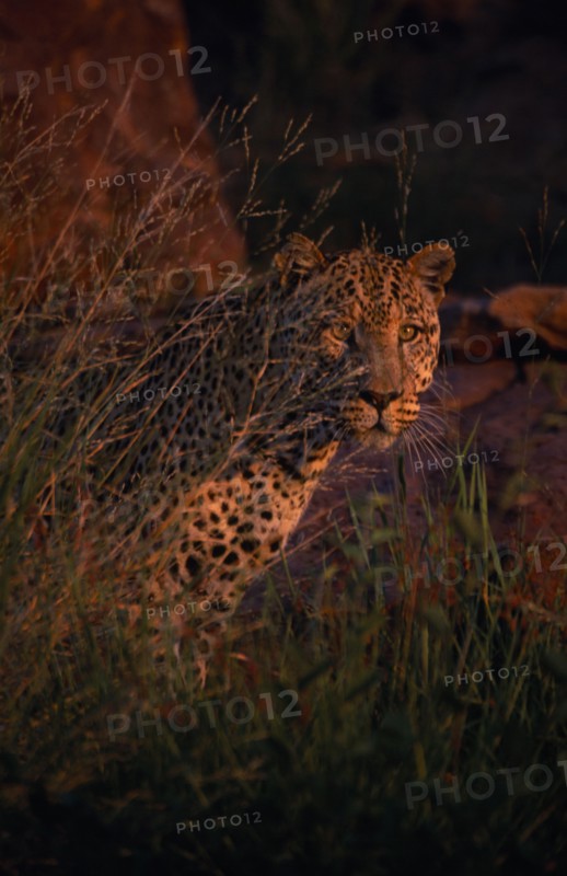 ANIMALS, Big Cats, Leopards, Leopard ( Panthera pardus ) standing in long grass.