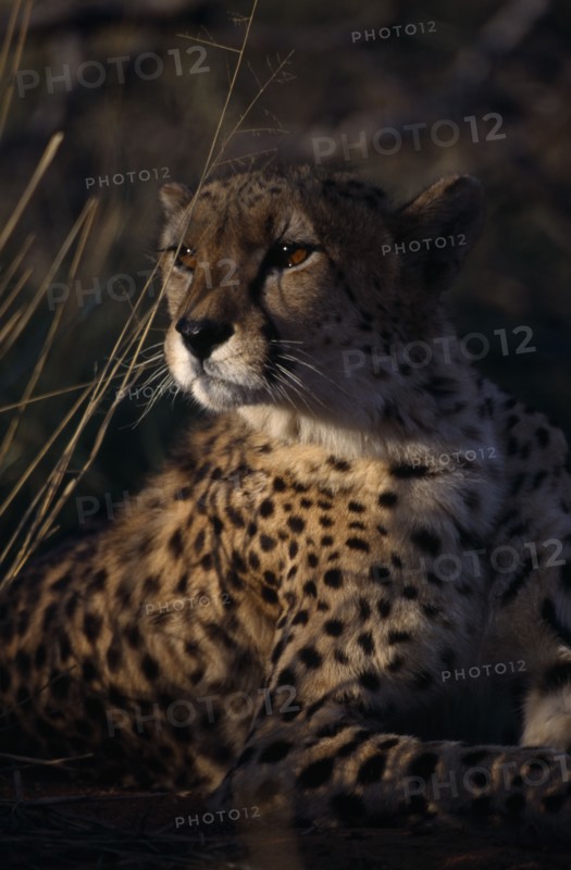 ANIMALS, Big Cats, Cheetah, Portrait of a Cheetah ( Acinonyx jubatus ) lying down in the grass.