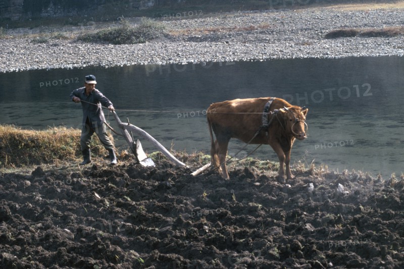 SOUTH KOREA, Agriculture, Ploughing rice field using bullock drawn plough