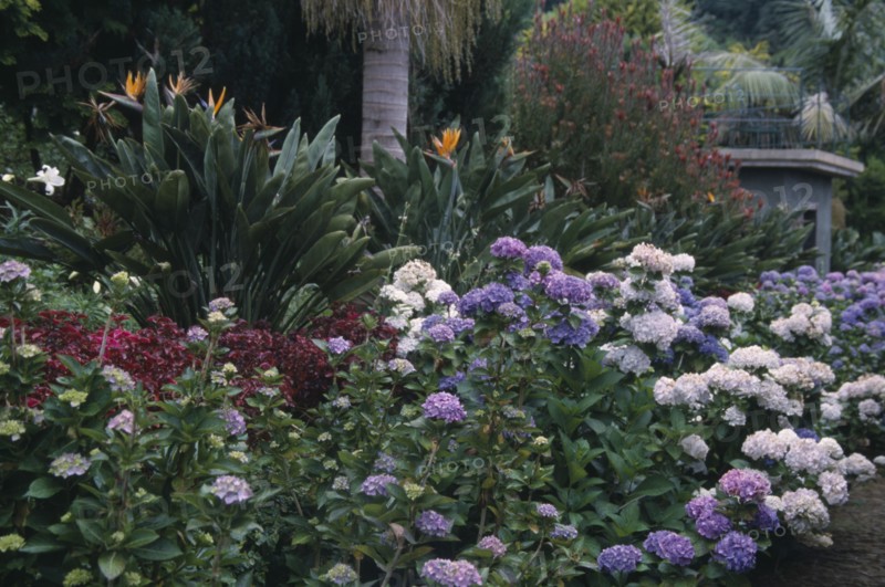 PORTUGAL, Madiera, Monte Palace Tropical Gardens